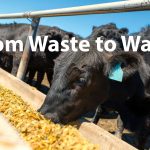 from waste to watts